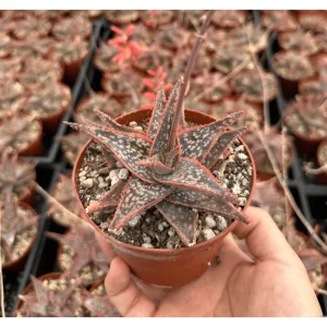 Aloe Purple Haze Live Plant – 4 Inch Pot Succulent for Home Decor - Image 2