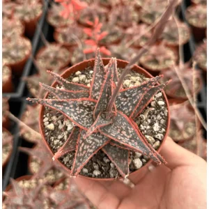 Aloe Purple Haze Live Plant – 4 Inch Pot Succulent for Home Decor - Image 3