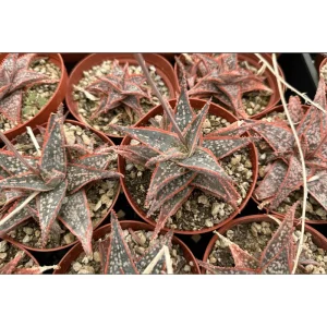 Aloe Purple Haze Live Plant – 4 Inch Pot Succulent for Home Decor - Image 4