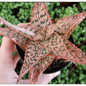 Aloe Purple Haze Live Plant – 4 Inch Pot Succulent for Home Decor - Image 5