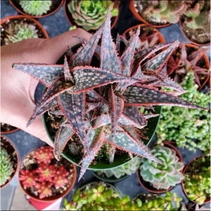 Aloe Purple Haze Live Plant – 4 Inch Pot Succulent for Home Decor - Image 6