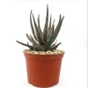 Aloe Purple Haze Live Plant – 4 Inch Pot Succulent for Home Decor - Image 1