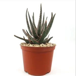 Aloe Purple Haze Live Plant – 4 Inch Pot Succulent for Home Decor - Image 1