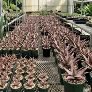 Aloe Purple Haze Live Plant – Succulent – 4 inch Pot – Indoor/Outdoor - Image 2