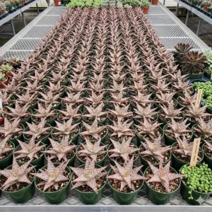 Aloe Purple Haze Live Plant – Succulent – 4 inch Pot – Indoor/Outdoor - Image 3