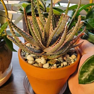 Aloe Purple Haze Live Plant – Succulent – 4 inch Pot – Indoor/Outdoor - Image 4