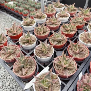 Aloe Purple Haze Live Plant – Succulent – 4 inch Pot – Indoor/Outdoor - Image 5