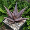 Aloe Purple Haze Live Plant – Succulent – 4 inch Pot – Indoor/Outdoor - Image 1