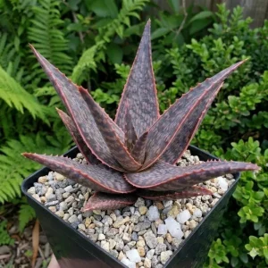 Aloe Purple Haze Live Plant – Succulent – 4 inch Pot – Indoor/Outdoor - Image 1