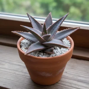 Aloe Purple Haze Live Succulent Plant – 4 Inch Pot – Indoor Houseplant - Image 2