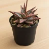 Aloe Purple Haze Live Succulent Plant – 4 Inch Pot – Indoor Houseplant - Image 1