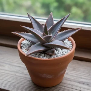 Aloe Purple Haze Live Succulent Plant - Rare Indoor Houseplant, 4 Inch Pot - Image 2