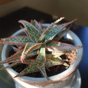 Aloe Purple Haze Live Succulent Plant - Rare Indoor Houseplant, 4 Inch Pot - Image 3