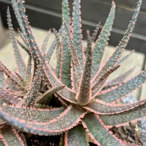 Aloe Purple Haze Live Succulent Plant - Rare Indoor Houseplant, 4 Inch Pot - Image 4