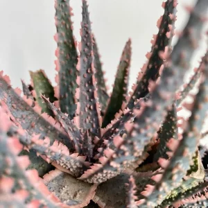 Aloe Purple Haze Live Succulent Plant - Rare Indoor Houseplant, 4 Inch Pot - Image 5