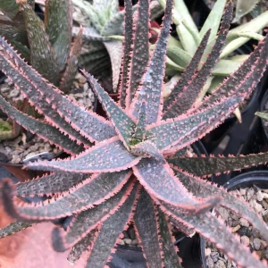 Aloe Purple Haze Live Succulent Plant - Rare Indoor Houseplant, 4 Inch Pot - Image 6