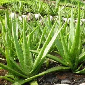 Aloe Vera Live Plant – Large Medicinal Succulent Plant in 4 Inch Pot - Image 2