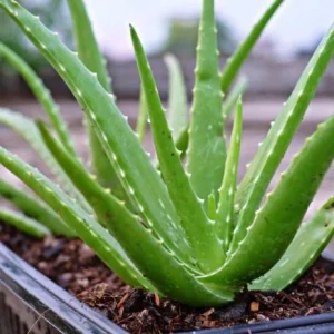 Aloe Vera Live Plant – Large Medicinal Succulent Plant in 4 Inch Pot - Image 3