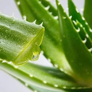 Aloe Vera Live Plant – Large Medicinal Succulent Plant in 4 Inch Pot - Image 4