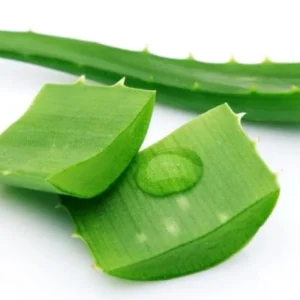 Aloe Vera Live Plant – Large Medicinal Succulent Plant in 4 Inch Pot - Image 5