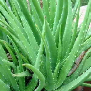 Aloe Vera Live Plant – Large Medicinal Succulent Plant in 4 Inch Pot - Image 6