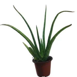 Aloe Vera Live Plant – Large Medicinal Succulent Plant in 4 Inch Pot - Image 7