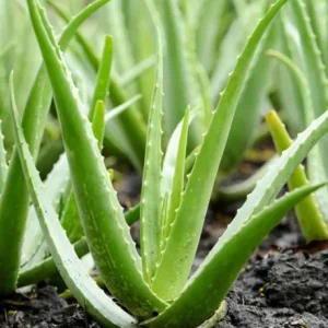 Aloe Vera Live Plant – Large Medicinal Succulent Plant in 4 Inch Pot - Image 1