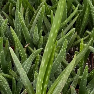 Aloe Vera Live Plant - Medicinal Houseplant - 2 Inch Pot - Indoor Succulent - Image 1