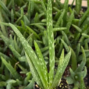 Aloe Vera Live Plant – Medicinal Houseplant in 2 Inch Pot – Succulent - Image 2