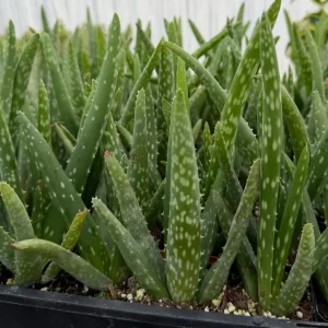 Aloe Vera Live Plant – Medicinal Houseplant in 2 Inch Pot – Succulent - Image 3