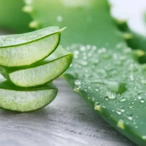 Aloe Vera Live Plant - Medicinal Succulent in 4 Inch Pot for Home Garden - Image 2