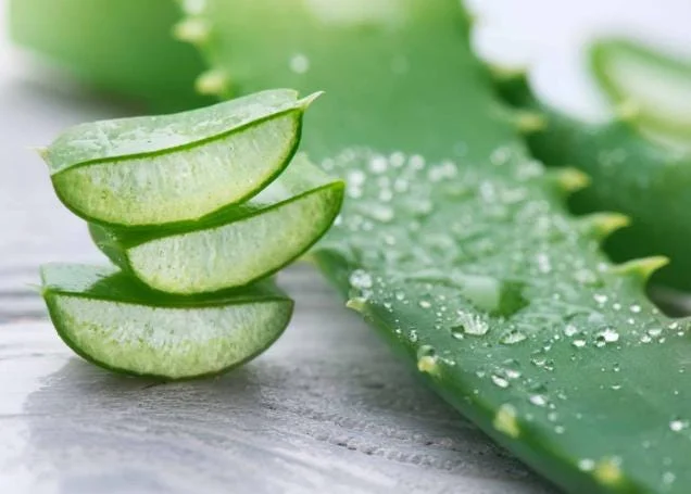 Aloe Vera Live Plant - Medicinal Succulent in 4 Inch Pot for Home Garden - Image 2