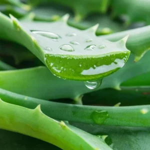 Aloe Vera Live Plant - Medicinal Succulent in 4 Inch Pot for Home Garden - Image 3