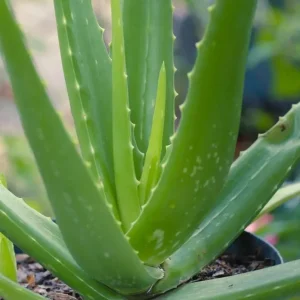 Aloe Vera Live Plant - Medicinal Succulent in 4 Inch Pot for Home Garden - Image 4