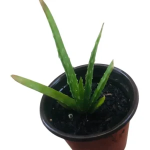 Aloe Vera Live Plant - Medicinal Succulent in 4 Inch Pot for Home Garden - Image 6