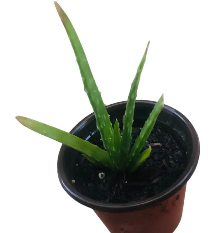 Aloe Vera Live Plant - Medicinal Succulent in 4 Inch Pot for Home Garden - Image 6