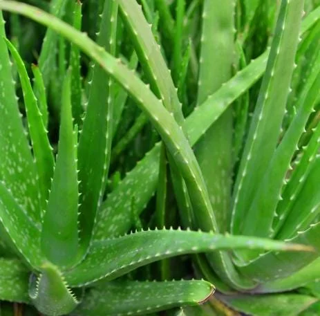 Aloe Vera Live Plant - Medicinal Succulent in 4 Inch Pot for Home Garden - Image 1
