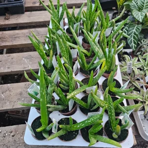 Aloe Vera Live Plant - Medicine Plant Succulent - 2 inch Pot - Indoor - Image 2