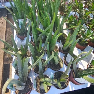 Aloe Vera Live Plant - Medicine Plant Succulent - 2 inch Pot - Indoor - Image 5