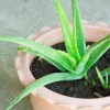 Aloe Vera Live Plant - Set of 2 Small Seedlings in 4-inch Pots - Succulent - Image 1