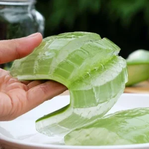 Aloe Vera Live Plant - Set of 2 Small Seedlings in 4-inch Pots - Succulent - Image 2