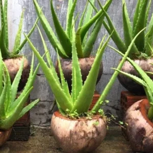 Aloe Vera Live Plant - Set of 2 Small Seedlings in 4-inch Pots - Succulent - Image 4