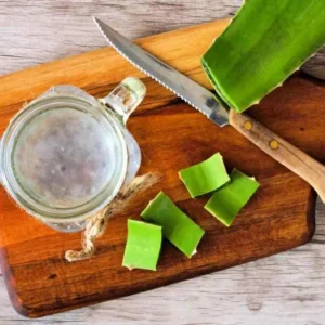 Aloe Vera Live Plant - Set of 2 Small Seedlings in 4-inch Pots - Succulent - Image 5