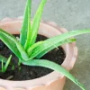 Aloe Vera Live Plant - Small Seedling - 4 Inch Pot - Indoor Succulent - Image 1