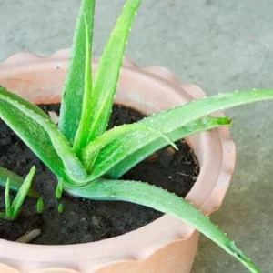 Aloe Vera Live Plant - Small Seedling - 4 Inch Pot - Indoor Succulent - Image 1