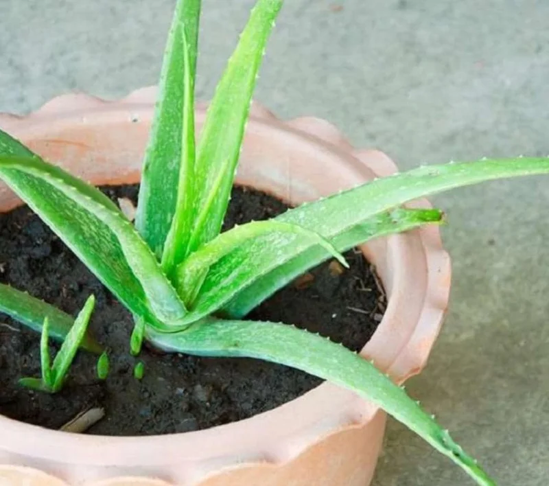 Aloe Vera Live Plant - Small Seedling - 4 Inch Pot - Indoor Succulent - Image 1
