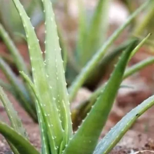 Aloe Vera Live Plant - Small Seedling - 4 Inch Pot - Indoor Succulent - Image 10