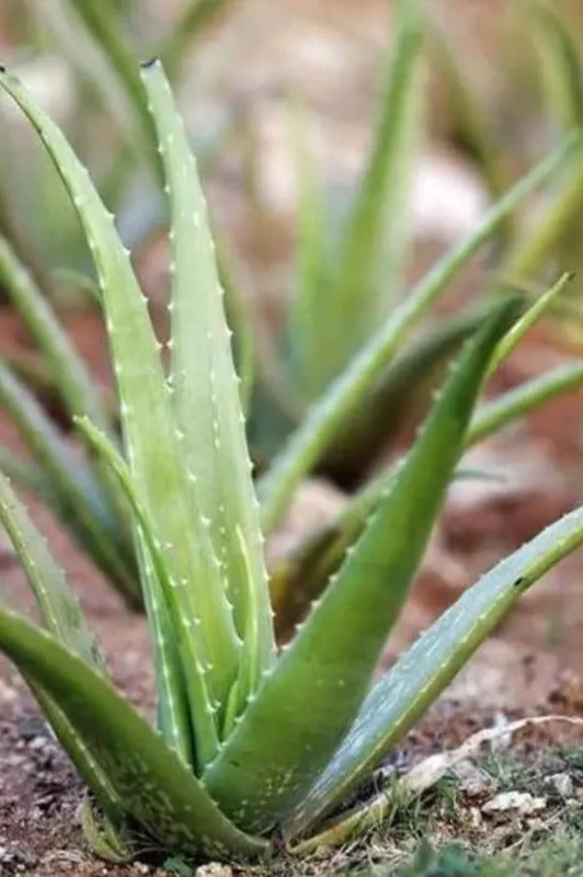 Aloe Vera Live Plant - Small Seedling - 4 Inch Pot - Indoor Succulent - Image 10