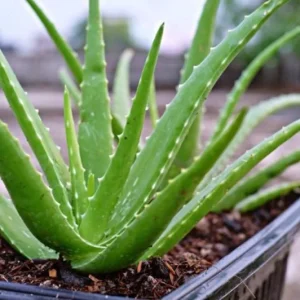 Aloe Vera Live Plant - Small Seedling - 4 Inch Pot - Indoor Succulent - Image 2