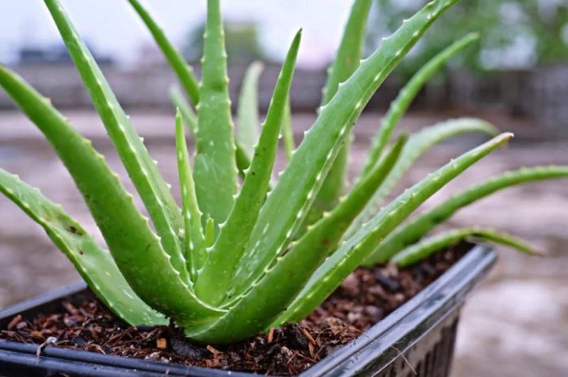 Aloe Vera Live Plant - Small Seedling - 4 Inch Pot - Indoor Succulent - Image 2